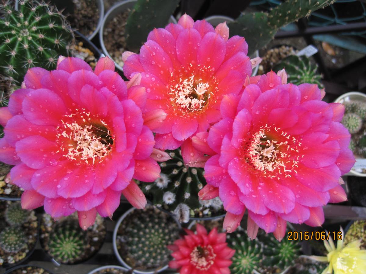 サボテンと多肉植物 花サボテン 紅花短毛丸 赤花ウチワ接ぎ サボテン 売買されたオークション情報 Yahooの商品情報をアーカイブ公開 オークファン Aucfan Com