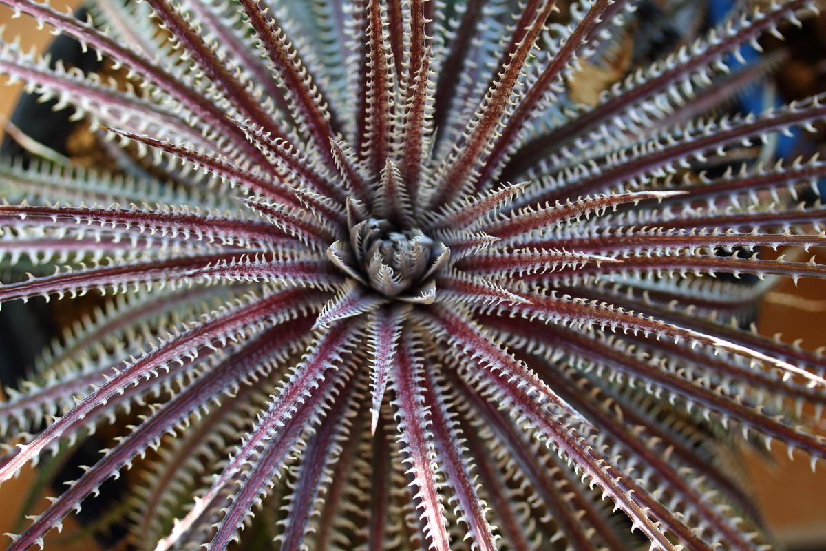 ☆ディッキア☆Dyckia '4OJS XX1-3' Bill Baker hybrid