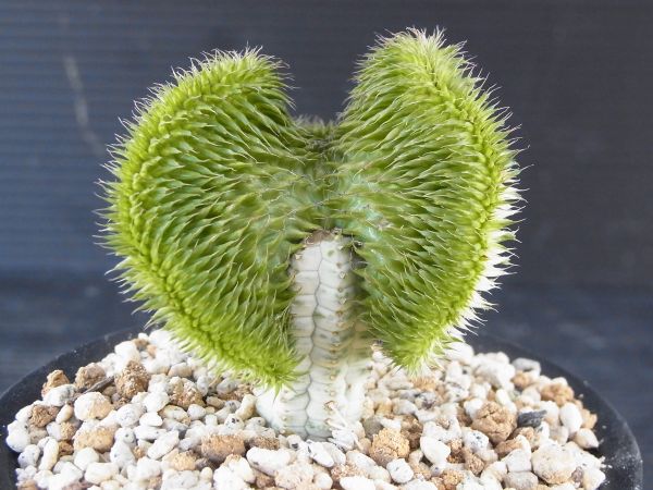 多肉植物　ユーフォルビア　瑠璃晃綴化　接木　白台木　ちょっとだけ渚の光