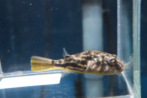 テトラオドン　パストゥレイタス　全長６ｃｍ±　【かねだい海老名店】