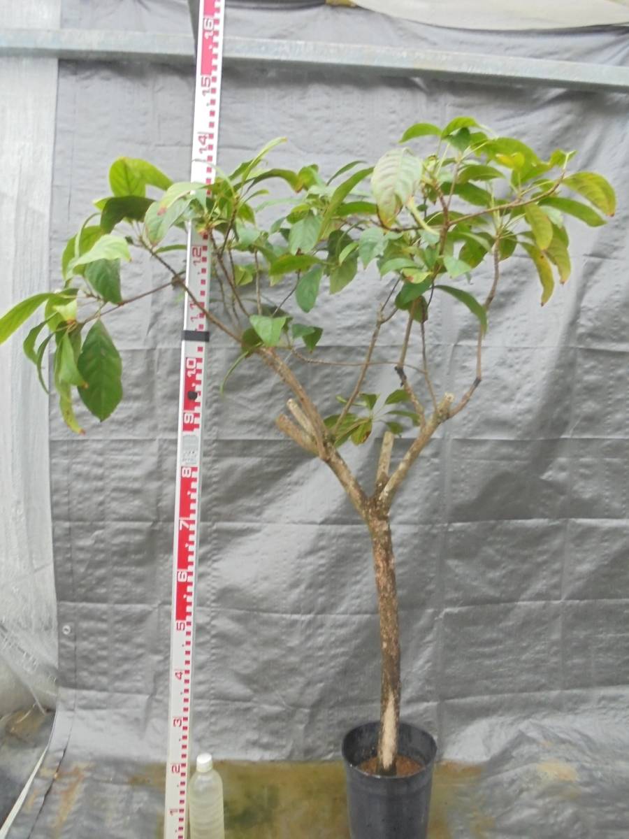 ランバイ特大取木苗☆雌株取木・雄株接木苗