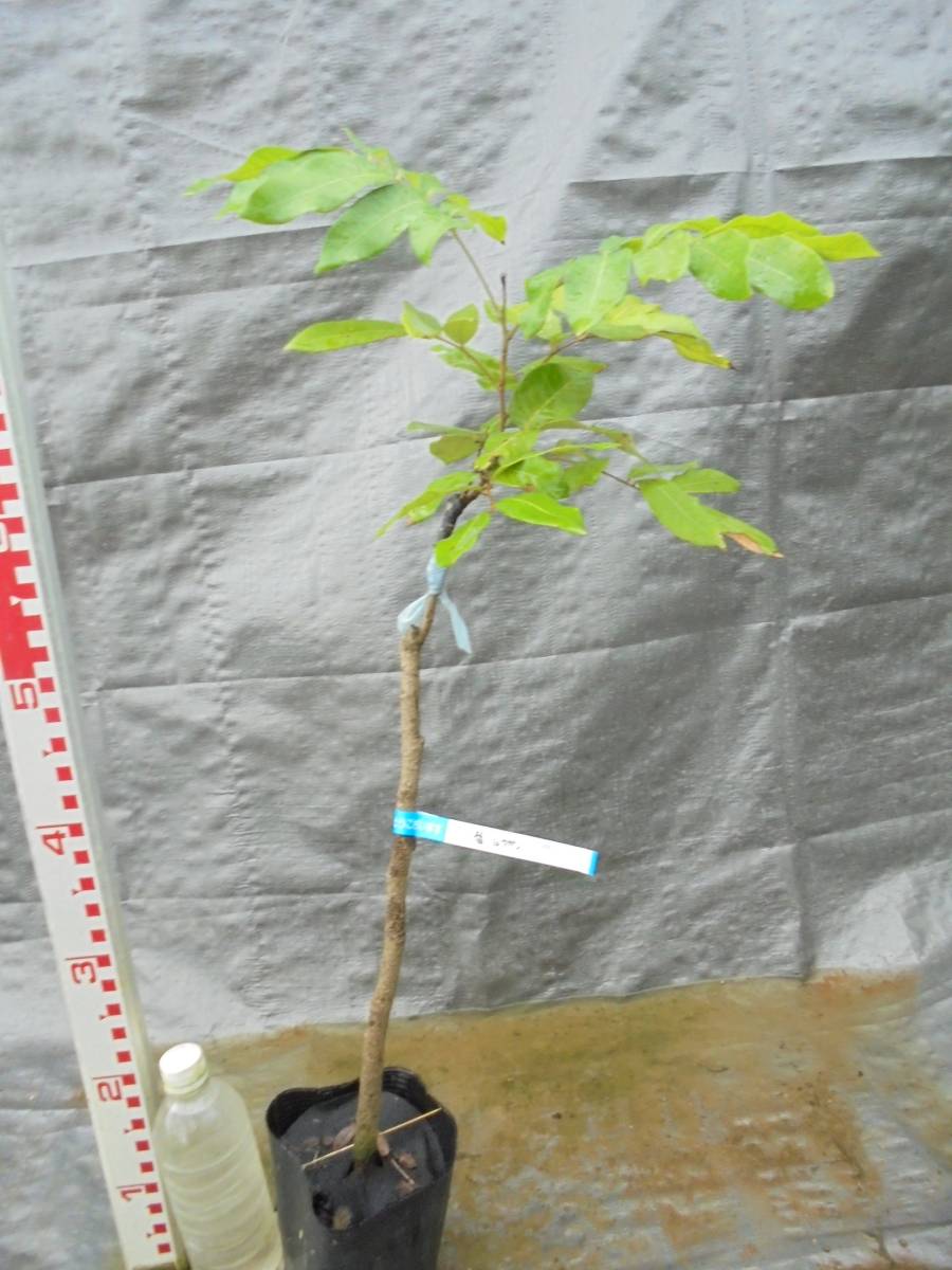 リュウガン苗☆早生種！福リュウガン接木