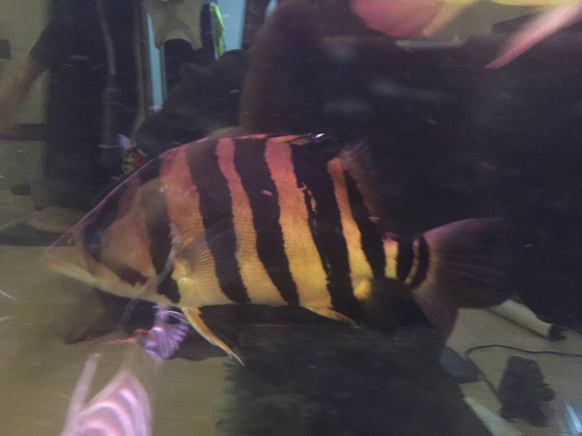 ダトニオプラスワン 28cm～30cm