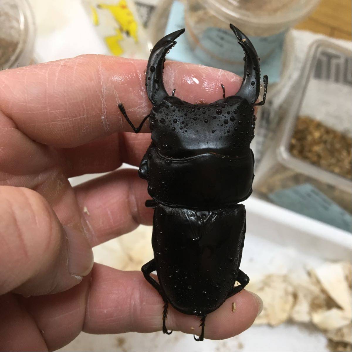 ペア オオクワガタ 大型血統♂82,4ミリ♀52,3ミリ 国産オオクワガタ 極 ペア オオクワガタ 大型血統♂82,4ミリ♀52,3ミリ 国産オオクワガタ 極