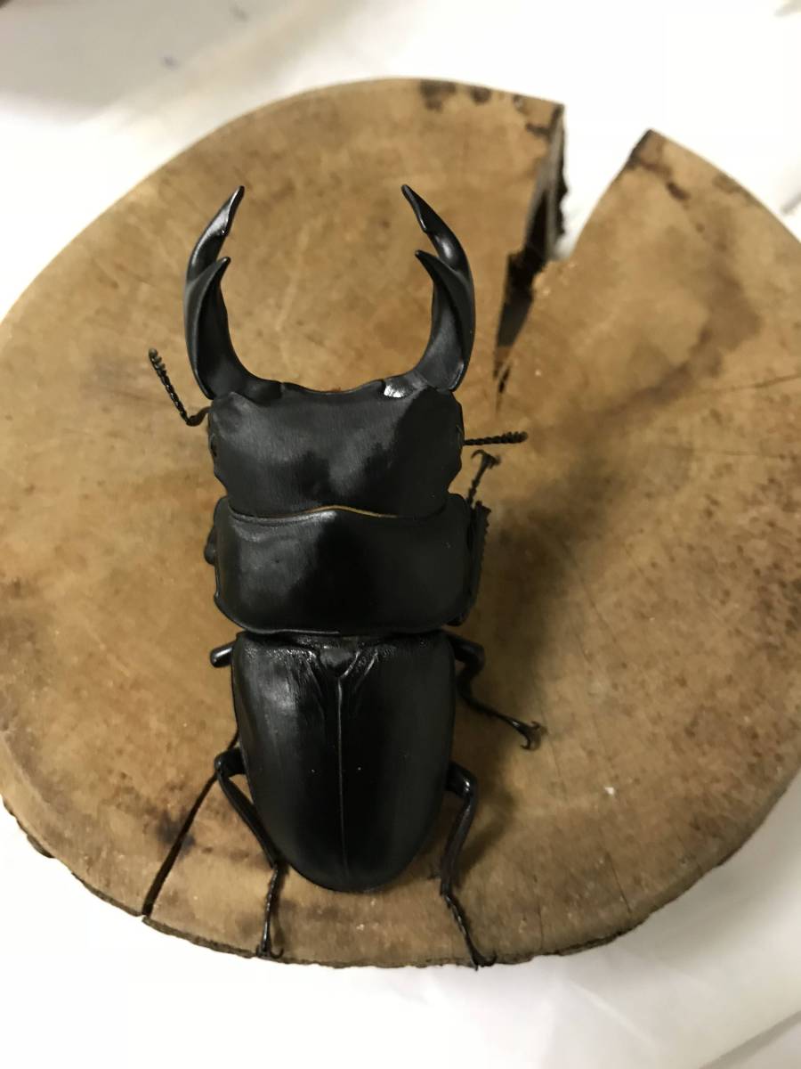 ●愛知県産オオクワガタ WF1 ♂約68mm ♀約45mm 使用済みペア