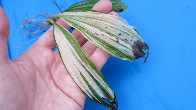 【【山野草 えびね エビネ 斑入りエビネ　ラベル落ち　（たぶん、雪舟がかかっています）】】