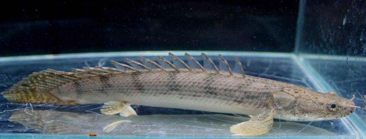 Po.エンドリケリーコンギクス 49㎝前後 静岡市の熱帯魚専門店（大型魚 