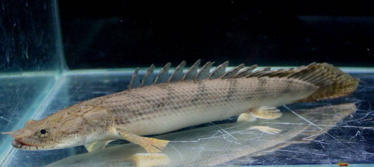 Po.エンドリケリーコンギクス 49㎝前後 静岡市の熱帯魚専門店（大型魚 