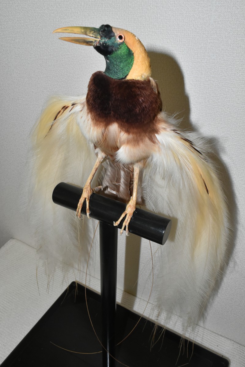 鳥のはく製 鳥 剥製本体サイズ全長約50㎝ 置物 インテリア ガラス