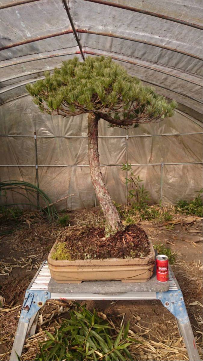 盆栽 五葉松 BONSAI 樹高95cm | THEPARKCOMPANIES.COM