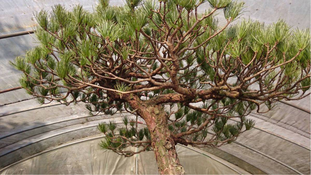 盆栽 五葉松 BONSAI 樹高95cm | THEPARKCOMPANIES.COM