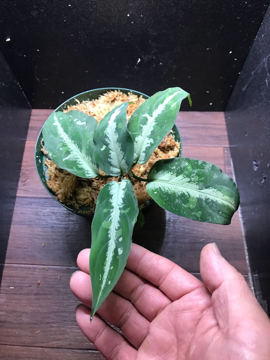 TZ ワイルド ☆ Aglaonema Pictum from aceh Sumatera ☆ アグラオネマ 2