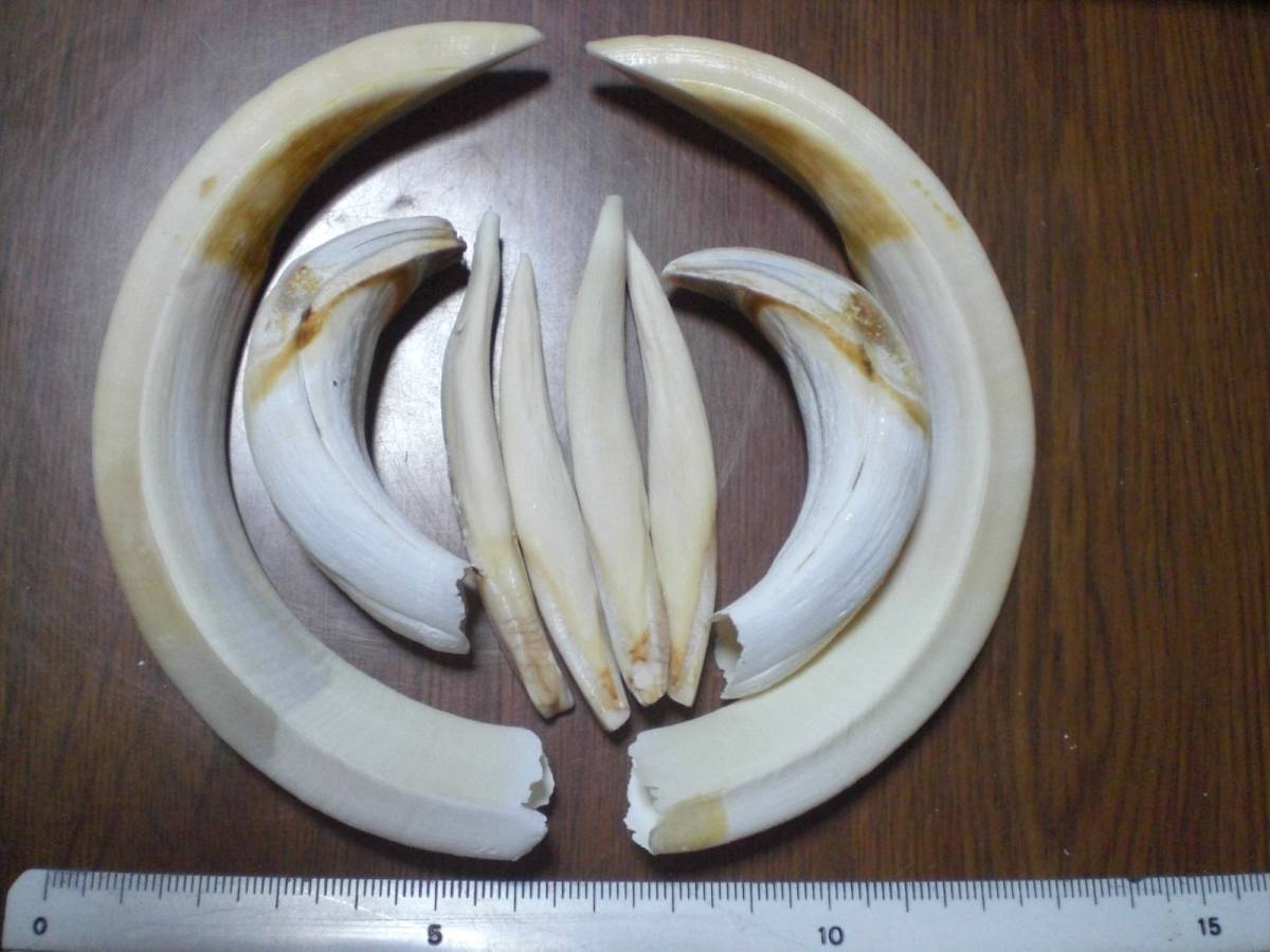 超特大 イノシシ牙 猪 根付 漁具材 彫刻材 クリックポスト発送予定