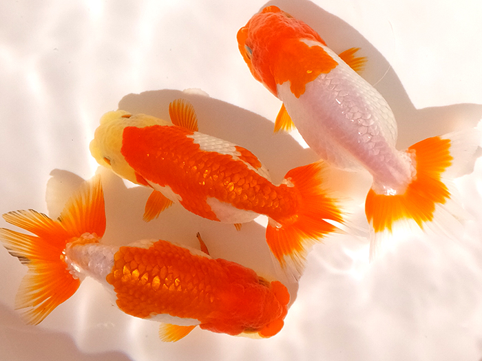 宇野系らんちゅう | 当歳魚 メス - 大阪発！宇野系 ＊@＊ 更紗 明け