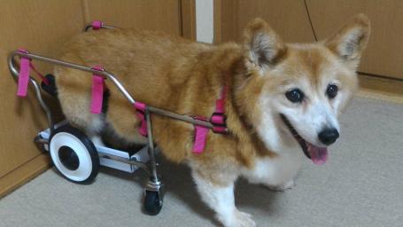 老コーギー用 犬用車椅子 　（2-４輪車 幅が狭いので室内に最適です）