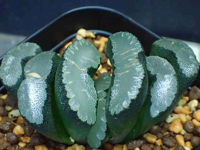 多肉植物　ハオルチア 玉扇 マンモス 78mm 葉挿 カキコ 中苗 ハオルシア