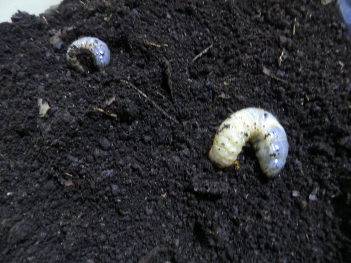 カブトムシ３令幼虫　100頭