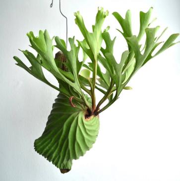 P.ridleyi wild リドレイ ビカクシダ コウモリラン 流木 wild_リドレイ