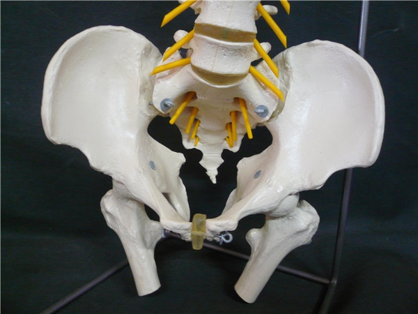 人骨模型プラモデル 骨盤 模型 人体模型 脊椎骨盤模型 脊柱 脊髄 脊椎