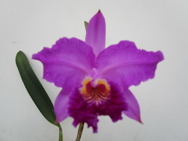 C. lueddemanniana lueddemannianaのYahoo!オークション(旧ヤフオク