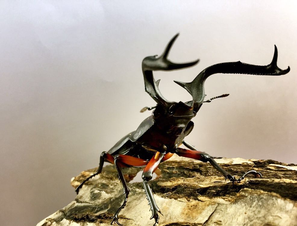 豊富な，新作 ディディエールシカクワガタ ♂ ♀ ♀ トリオ 75mm 大型(外国産)｜売買されたオークション情報、yahooの商品情報をアーカイブ公開 - オークファン 外国産