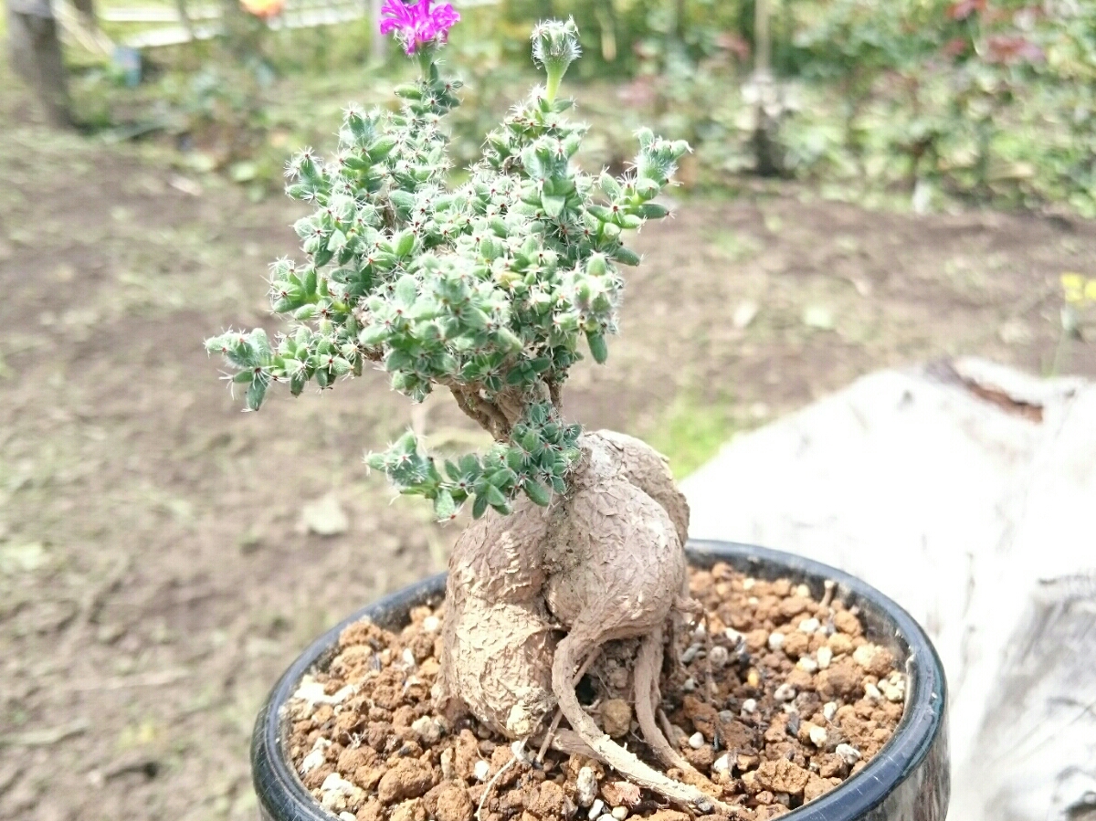 多肉植物 トリコディアデマ◎姫紅小松◎塊根植物 【公式通販】