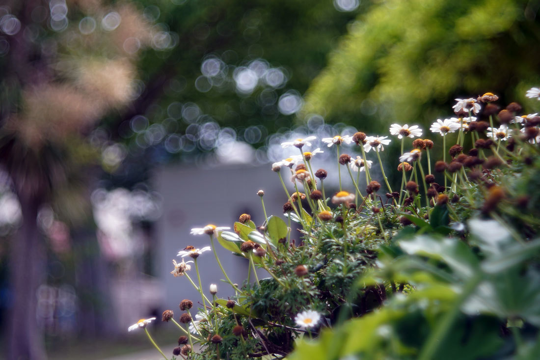 バブルボケレンズ VEB Pentacon AV (Meyer Optik Diaplan) 80mm F2.8