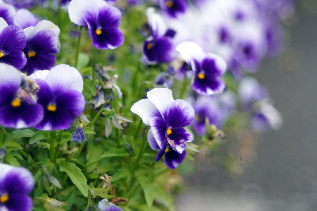 バブルボケレンズ VEB Pentacon AV (Meyer Optik Diaplan) 80mm F2.8