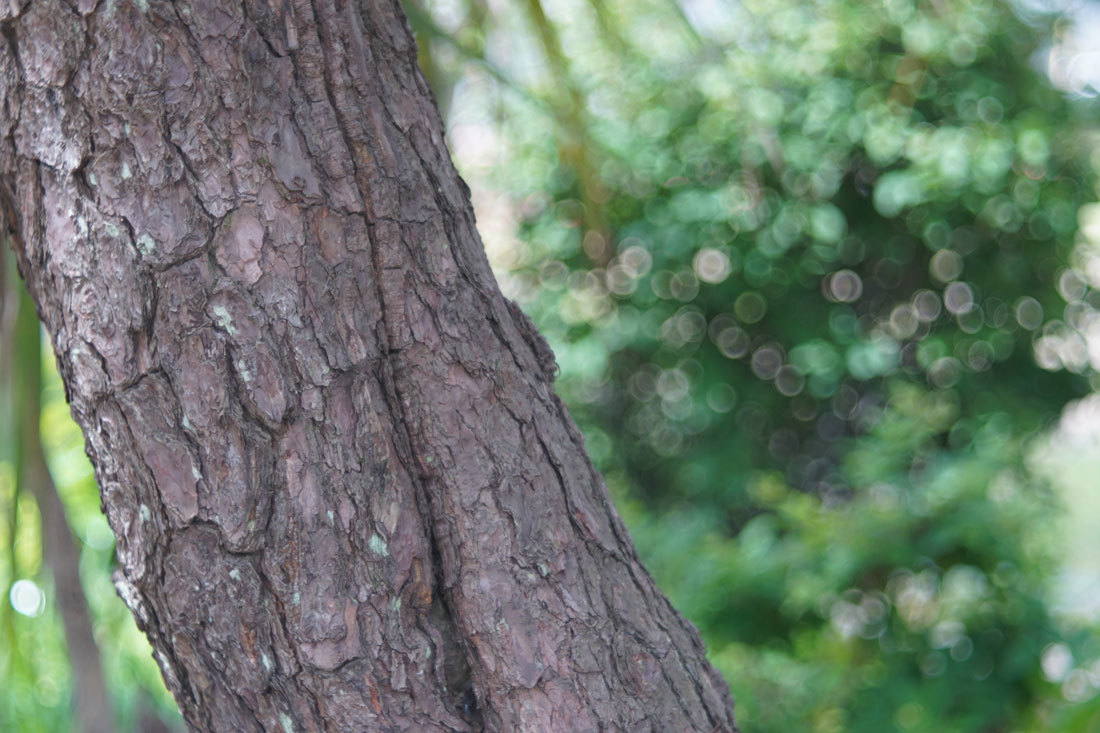 バブルボケレンズ VEB Pentacon AV (Meyer Optik Diaplan) 80mm F2.8