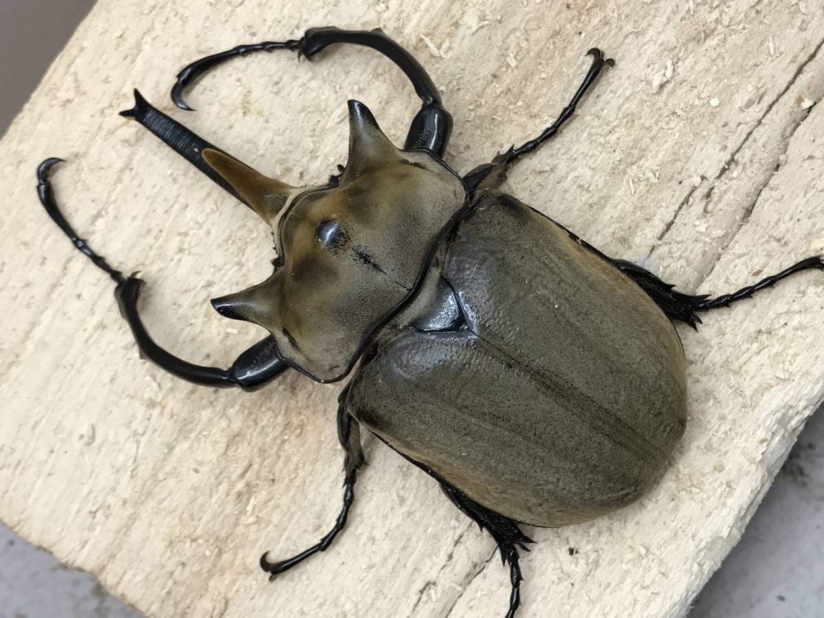 エレファスゾウカブト ♂115単品