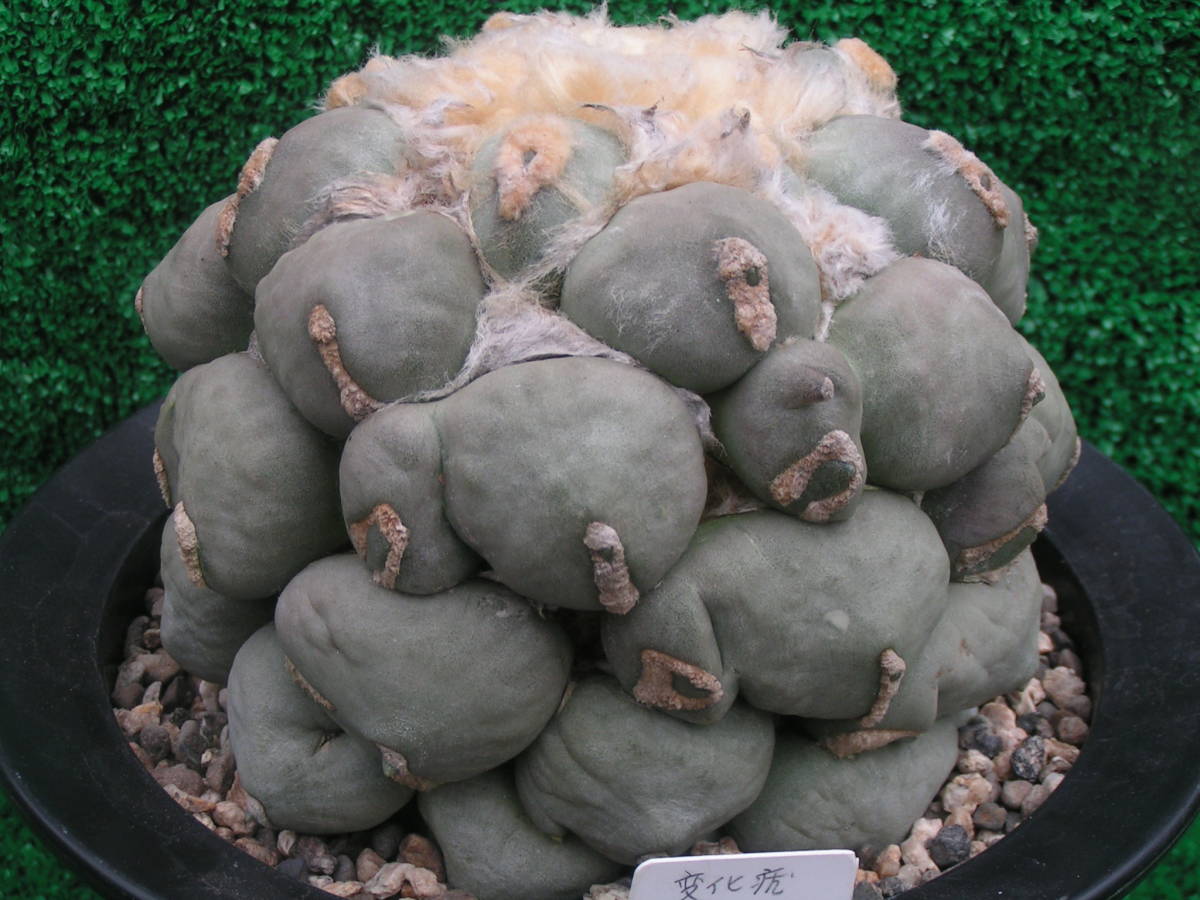サボテン＆多肉植物） 変化疣青磁牡丹 実生 【公式通販】