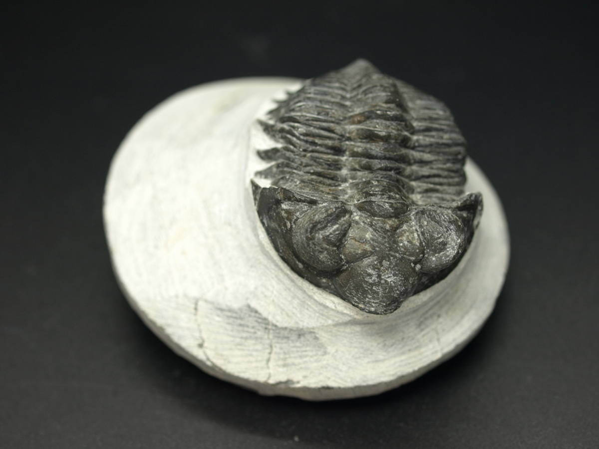 三葉虫【203ｇ】モロッコ産/Coltraneia oufatensis /コルトラネイア・オウファテンシス/trilobite/morocco/fossil/化石/恐竜/歯/牙/f100