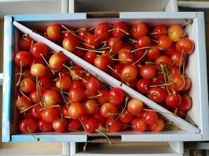 【期間限定・大特価】山形県産 ★さくらんぼ★ 佐藤錦 バラ詰め 1kg 御自宅用_1