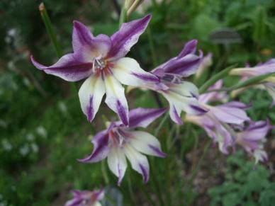 アンティークカラーのスプリンググラジオラスmix種 種 売買されたオークション情報 Yahooの商品情報をアーカイブ公開 オークファン Aucfan Com