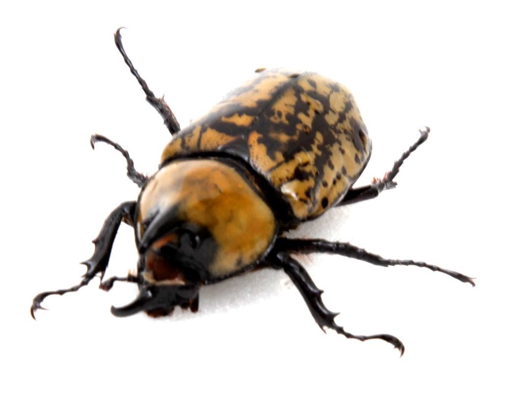 ティティウスシロカブト　オス52mm メス43mm WF2 2018,2　羽化 未使用　ノースカロライナ_1