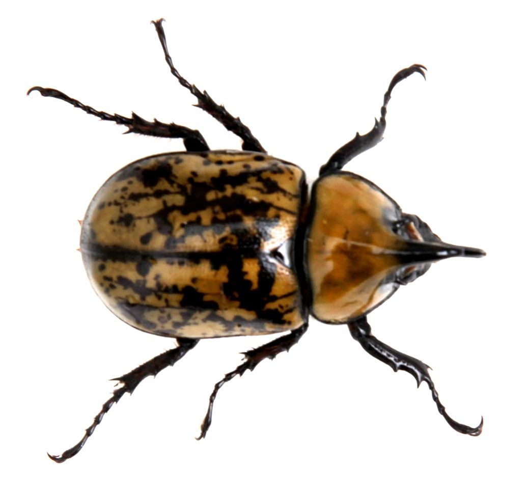 ティティウスシロカブト　オス52mm メス43mm WF2 2018,2　羽化 未使用　ノースカロライナ_2