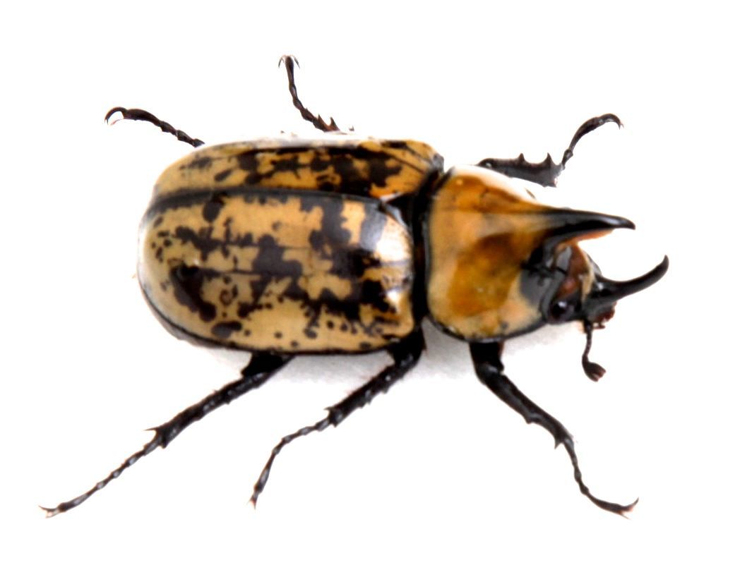 ティティウスシロカブト　オス52mm メス43mm WF2 2018,2　羽化 未使用　ノースカロライナ_3