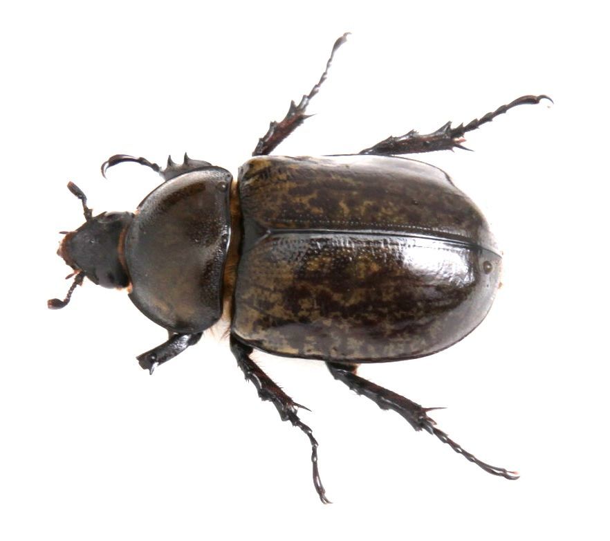 ティティウスシロカブト　オス52mm メス43mm WF2 2018,2　羽化 未使用　ノースカロライナ_5