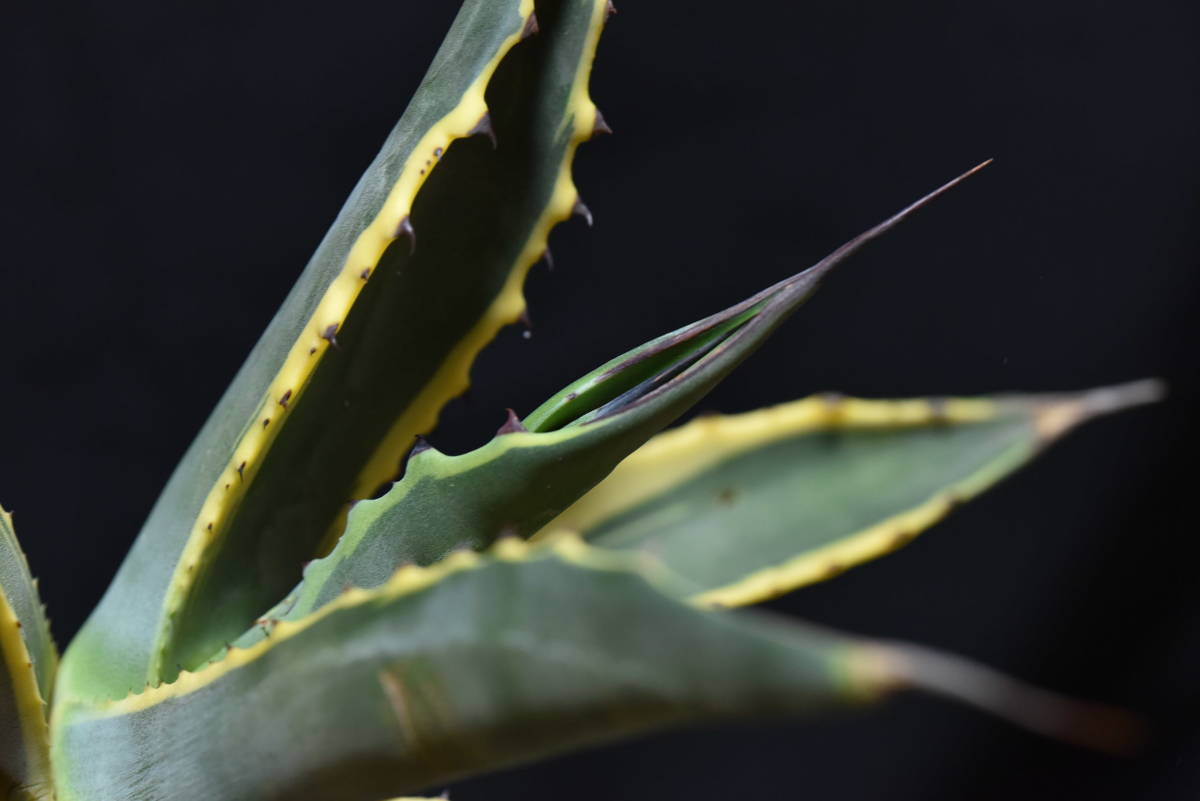 アガベ サルミアナ フェロックス 黄覆輪斑 Agave salmiana v.ferox