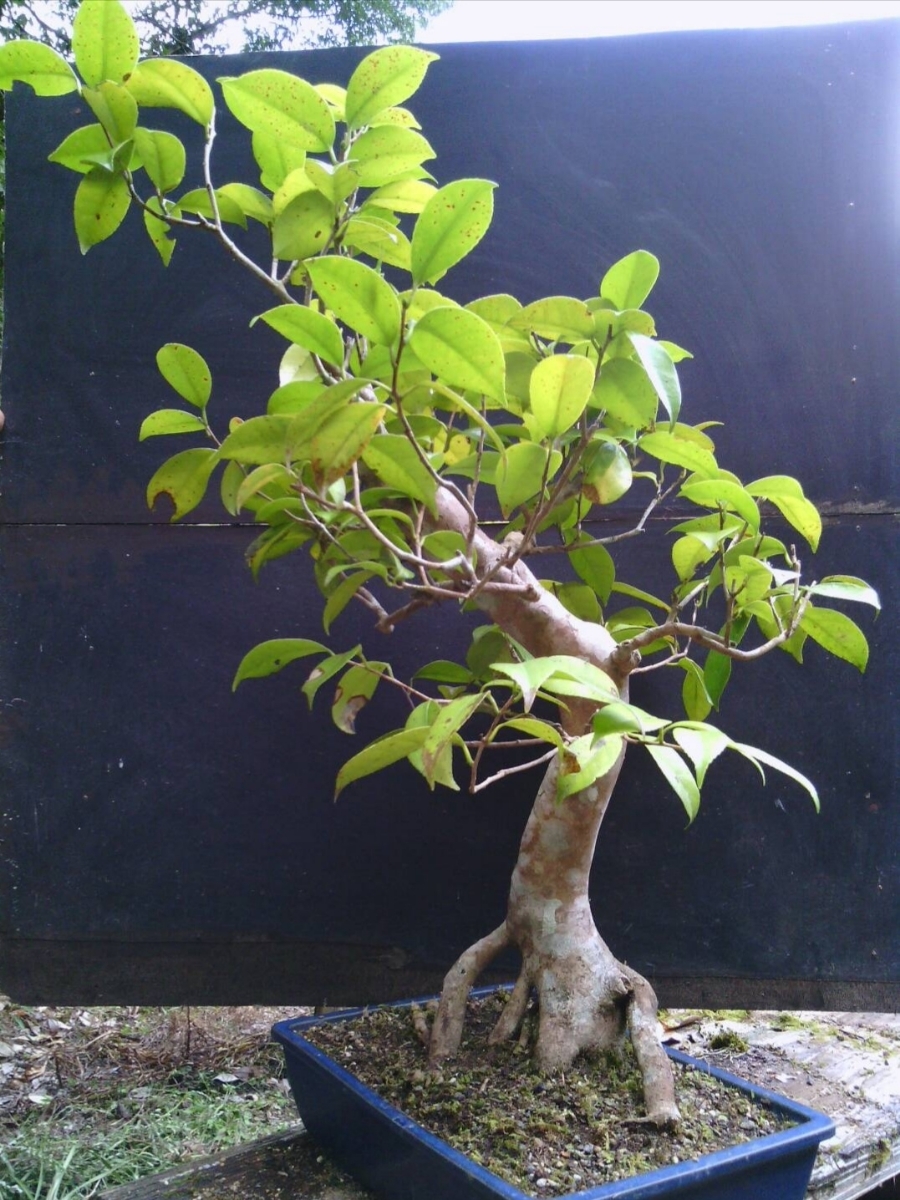 盆栽【ヤブ椿】樹高70cm_1