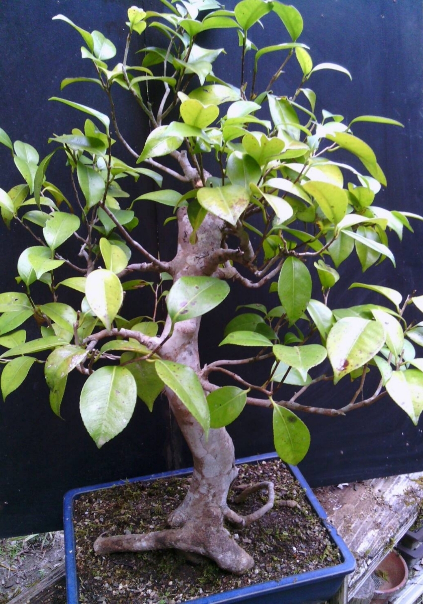 盆栽【ヤブ椿】樹高70cm_2