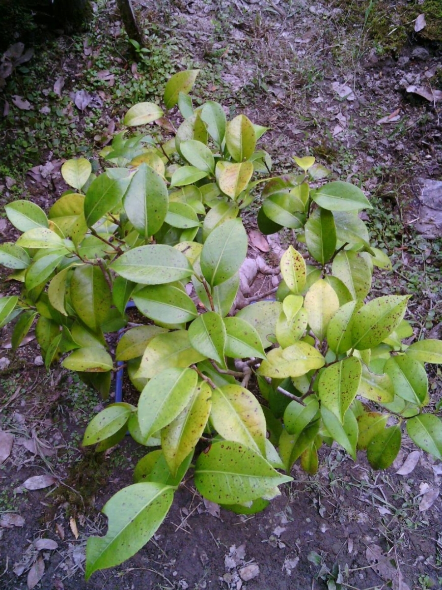 盆栽【ヤブ椿】樹高70cm_4