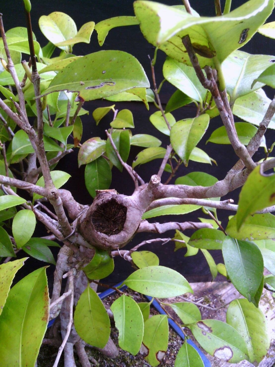 盆栽【ヤブ椿】樹高70cm_5