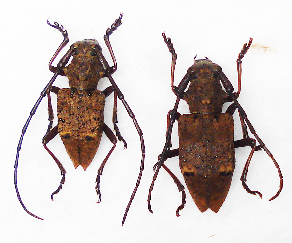 ＜未展脚品＞採れたて！タニグチxフジコブヤハズカミキリ ハイブリット♂♀18mm （山梨県須玉町木賊平）