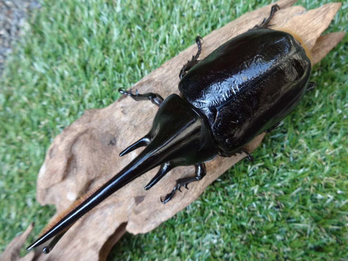 sesami17】 ネプチューンオオカブト ♂122ミリ 野外品 ネプチューン