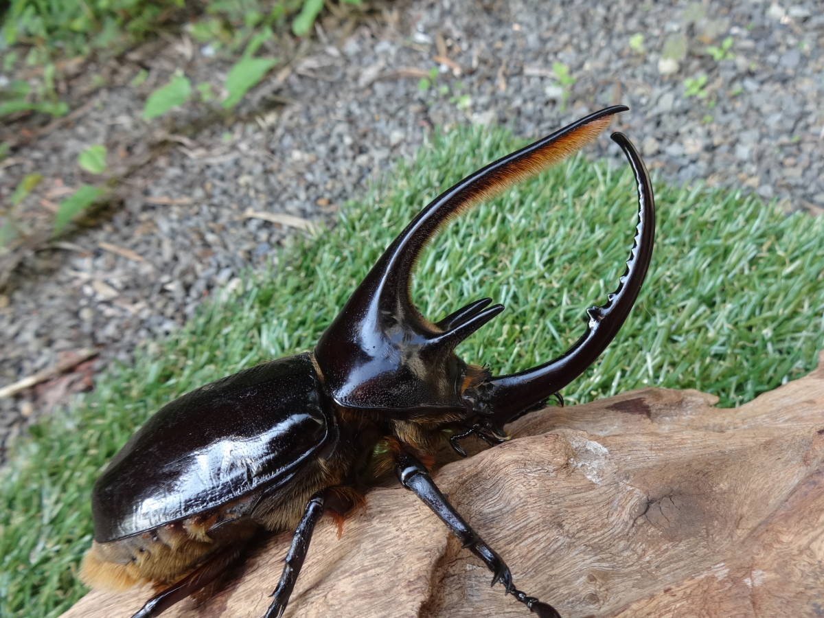 sesami17】 ネプチューンオオカブト ♂122ミリ 野外品 ネプチューン