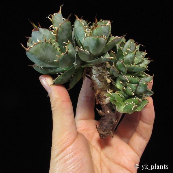 Agave Titanota Filigree Compact Specimen Plant Exact Collector