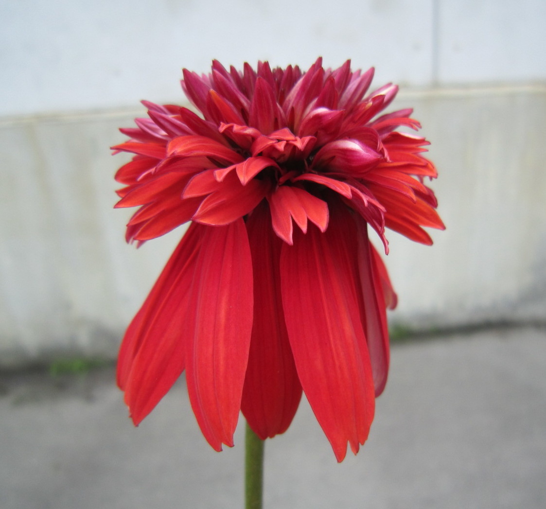 花終わり 深紅 八重咲き エキナセア エキセントリック 屋外越冬株 バレンギク 耐寒 宿根 山野草 バレン菊 花 売買されたオークション情報 Yahooの商品情報をアーカイブ公開 オークファン Aucfan Com