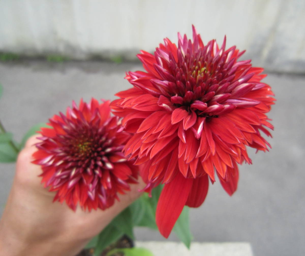 花終わり 深紅 八重咲き エキナセア エキセントリック 屋外越冬株 バレンギク 耐寒 宿根 山野草 バレン菊 花 売買されたオークション情報 Yahooの商品情報をアーカイブ公開 オークファン Aucfan Com