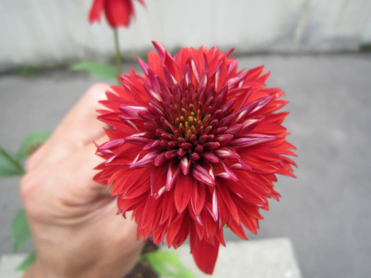 花終わり 深紅 八重咲き エキナセア エキセントリック 屋外越冬株 バレンギク 耐寒 宿根 山野草 バレン菊 花 売買されたオークション情報 Yahooの商品情報をアーカイブ公開 オークファン Aucfan Com